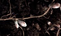 Kvitklover rhizobium 1