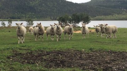Sau på beite
