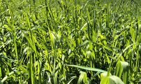 2 ars vestlandsblandingeng Misfjord 3 juni 2021