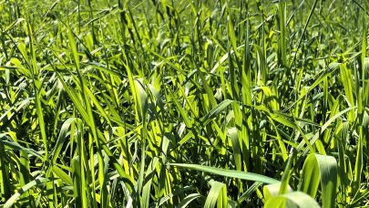 2 ars vestlandsblandingeng Misfjord 3 juni 2021
