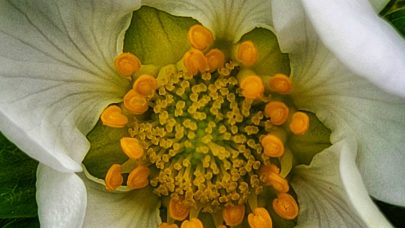 Jordbaerblomst