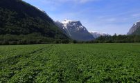 Potetåker på Grøa i Sunndal