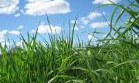 Gras inset
