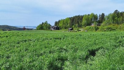 Forstearseng Vestlandsblanding