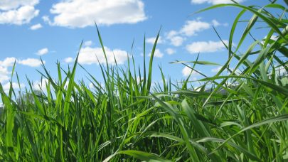 Gras inset