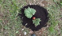 Plante uten dekke