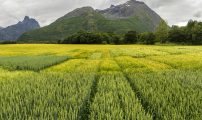 Mjelva kornforsøksfelt. Foto: Frode Grønmyr