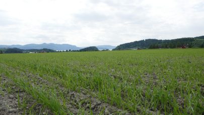 Klimakalkulator for kornproduksjon JOF