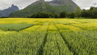 Mjelva kornforsøksfelt. Foto: Frode Grønmyr