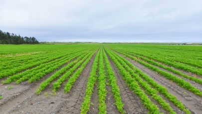 NLR Rogaland Klepp Norheim Gard 2530