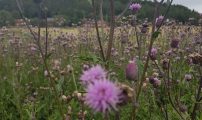 Tistelblomst