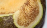 Svarte karstrenger Foto Kari Aarekol NLR Rogaland