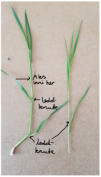 Gras leddknuter