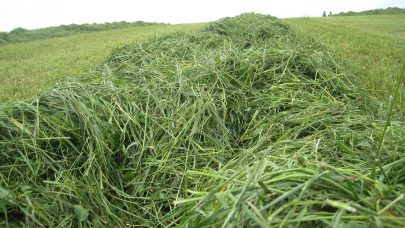Gras tork