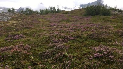 Rosslynghei fra omrade utanfor Vestnes pa Bjarkoya mot Grytoya Foto Anna Vollebu