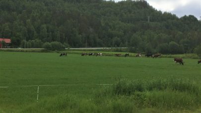 Beitestart i rug raigrasaker pa Brandvollen i Salangsdalen Foto Rasmus Brandvoll