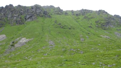 Frodige fjellsider bilde Finn Arne Haugen skogoglandskap 2