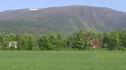 Forsøksfelt i Vesterålen Foto Ragnhild Renna