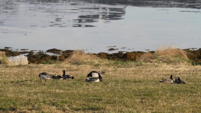 Hvitkinngås på vårrast i Vesterålen. Foto: Ingunn Tombre