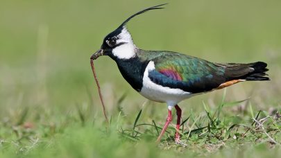 Vipe. Foto: Dreamstime