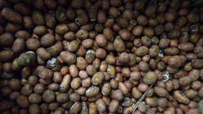 Tørråte i kasse med Rutt. Foto Sunniva Løwø