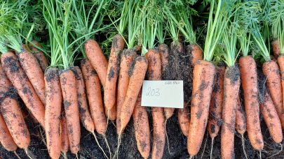 Forsidebilde Tina Schmaucks