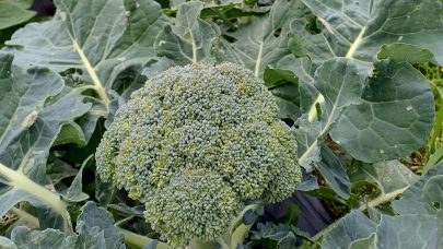 TS 20250912 Brokkolifelt Sortland vgs avd Kleiva