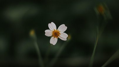 Liten hvit blomst pexels alan cabello 3780058