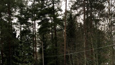 Skog