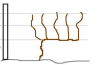 Guyot dyrkingssystem