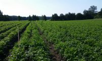 20190726 Adigo rotpersille Hasle