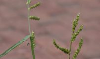 Hhirse naerbilder 15