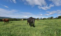 NLR Innlandet Brummundal Stokseth Gard 5195