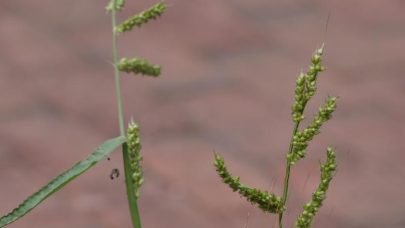 Hhirse naerbilder 15