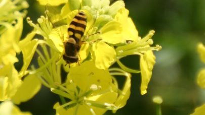 Blomsterflue kari B