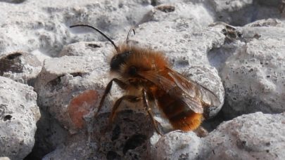 Hornmurerbie han