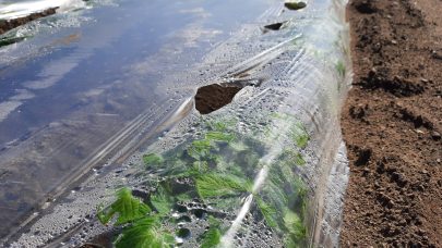 Potet under plast i Rygge 19mai 2021