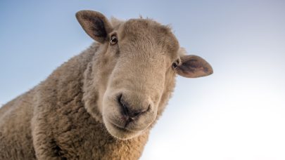 Pexels skitterphoto 227691
