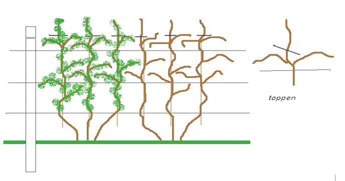 Bilde 12 Fullt utviklet ripsplante i espaliersystem Illustrasjon av Stanislav Strbac
