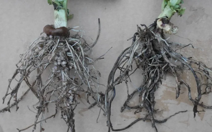Rhizobiumknoller akerbonner JIO png