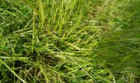 Bilde 1 Gras med beitebitt STOR EHB9153