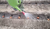 210503 beising med vannkanne biostimulanter
