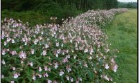 Kjempespringfro blomstring
