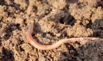 Earthworm g1b85ee6a8 1920