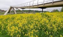 Vinterkarse Foto E Floistad NIBIO
