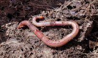 Worm g2cd140b5b 1920