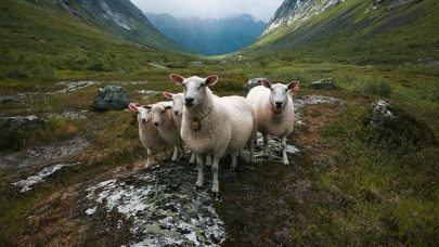 Bilde i utmark sau NLR Ostafjells