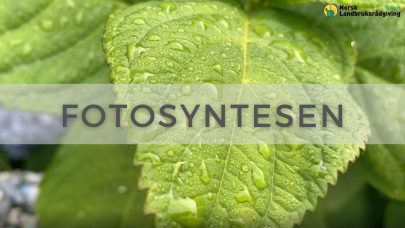 Fotosyntesen Youtube cover