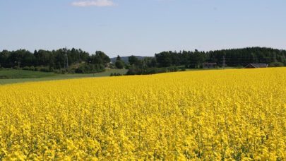 Raps jpeg Svein Anestad