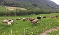 Malrettet beiting Hege Sundet NLR Ostafjells